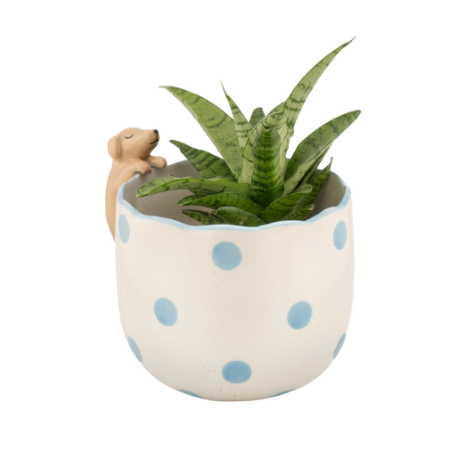 Keramischer Blumentopf mit hellblauen Punkten und gewelltem Rand, an dem ein kleiner brauner Dackel hochklettert. Im Topf befindet sich eine grüne Pflanze.