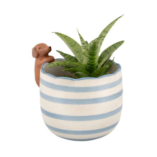 Blumentopf mit blauen Streifen und gewelltem Rand. An der Seite lehnt ein kleiner brauner Dackel, der neugierig in den Topf mit einer grünen Pflanze schaut.