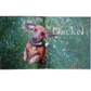 Buch - Tierisch Kult "Dackel"